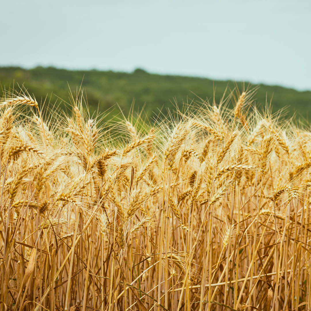 Why Organic Barley Feed is Loved by Poultry