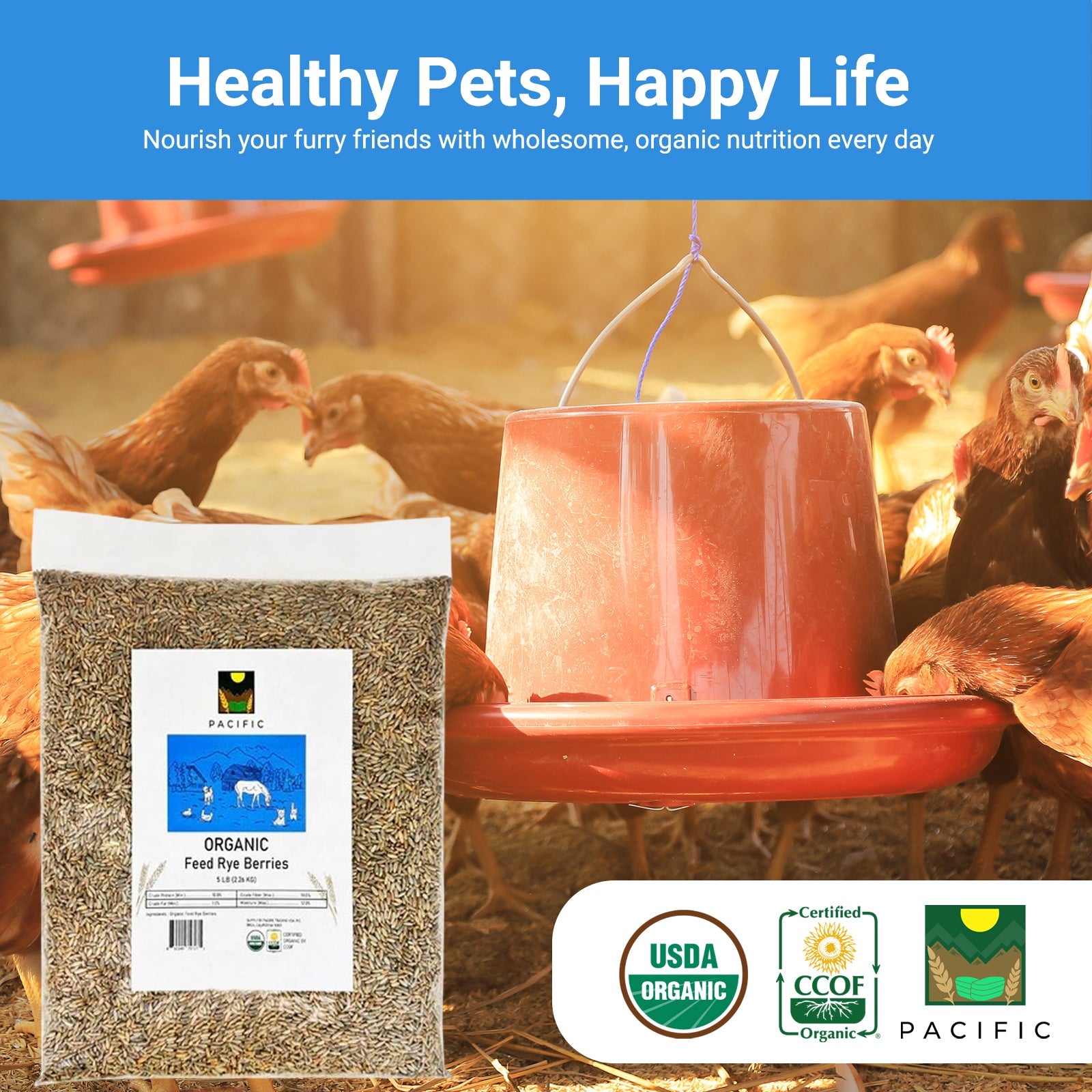 Rye Berries as Resilient Feed in Cold Climates