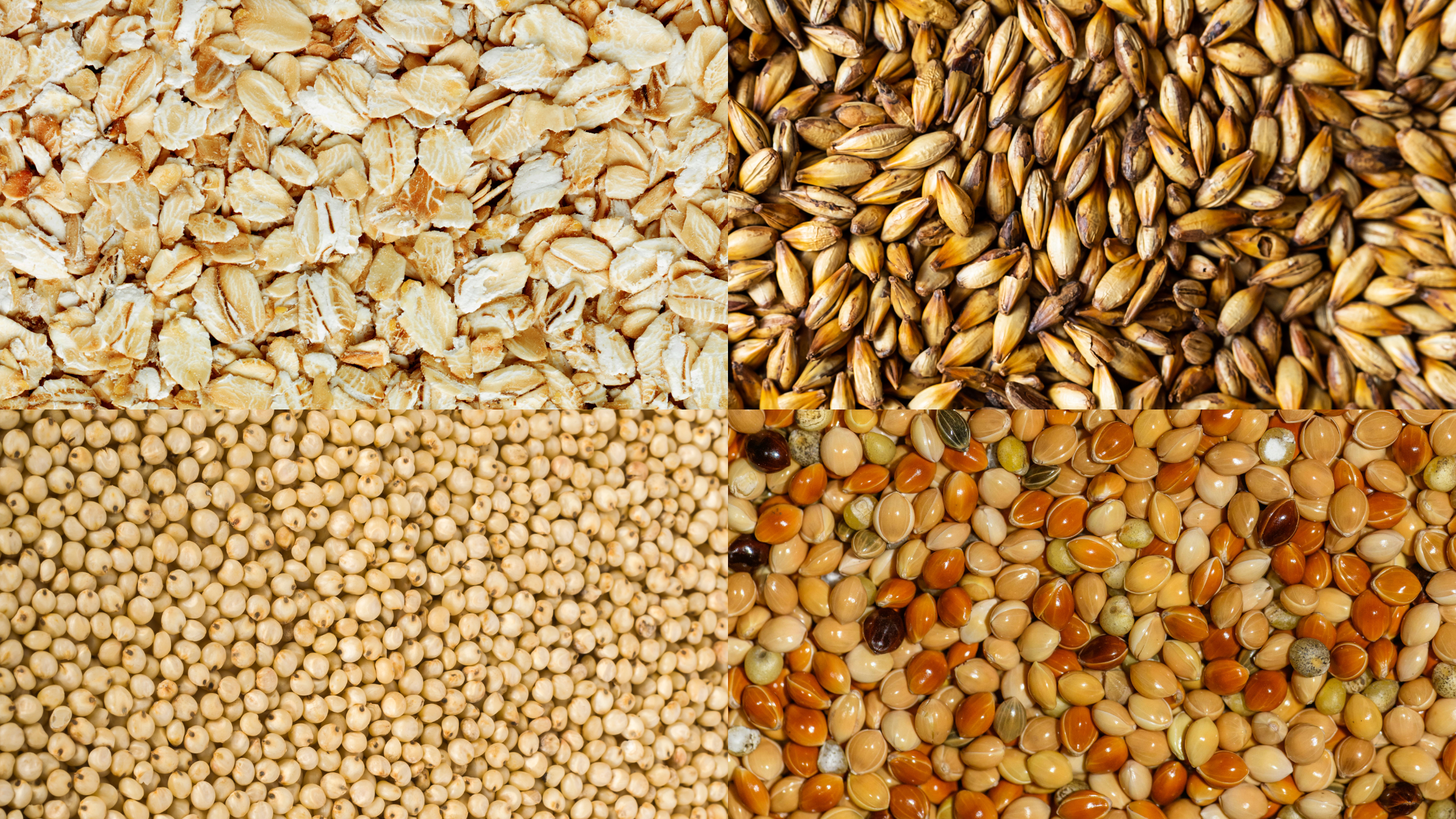 Looking for More Organic Whole Grains for Small Animals?