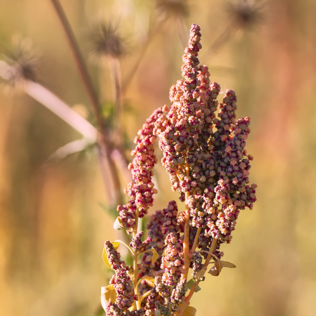 Organic Feed Quinoa: A Nutritious Choice for Pets