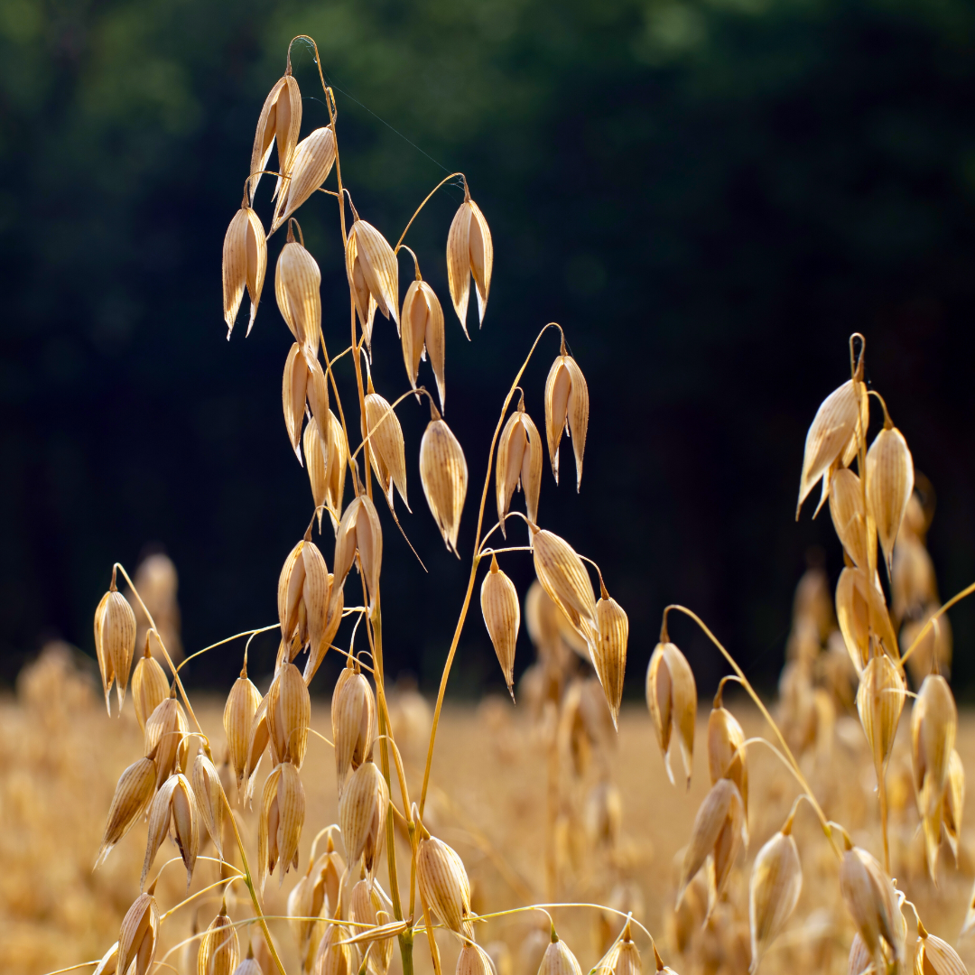 The Versatile Oat – Pacific Petfood