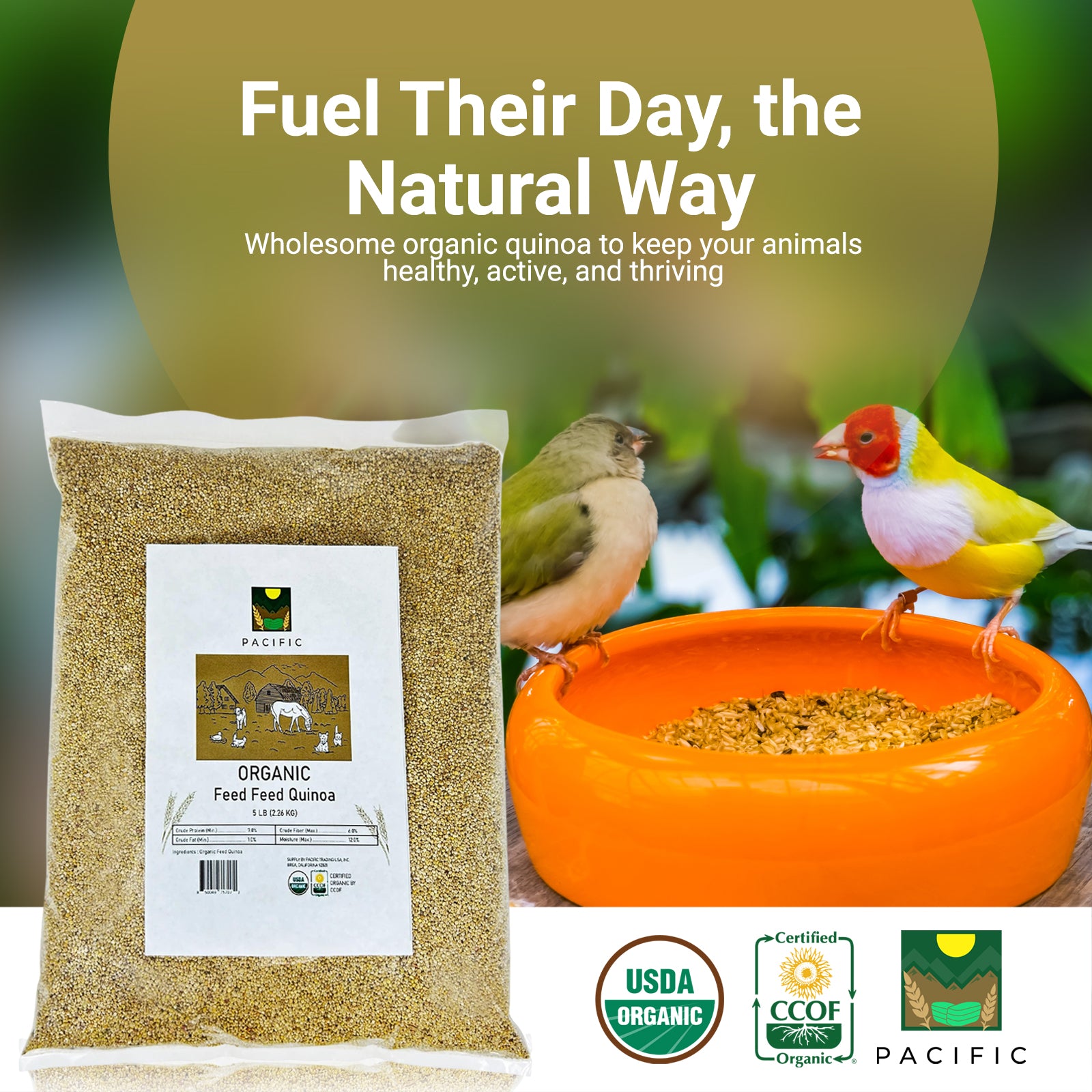 PACIFIC Organic Feed Quinoa - Quinoa Organic | Rich with Fiber & Minerals | USDA and CCOF Certified | Packed in USA | 2Lbs