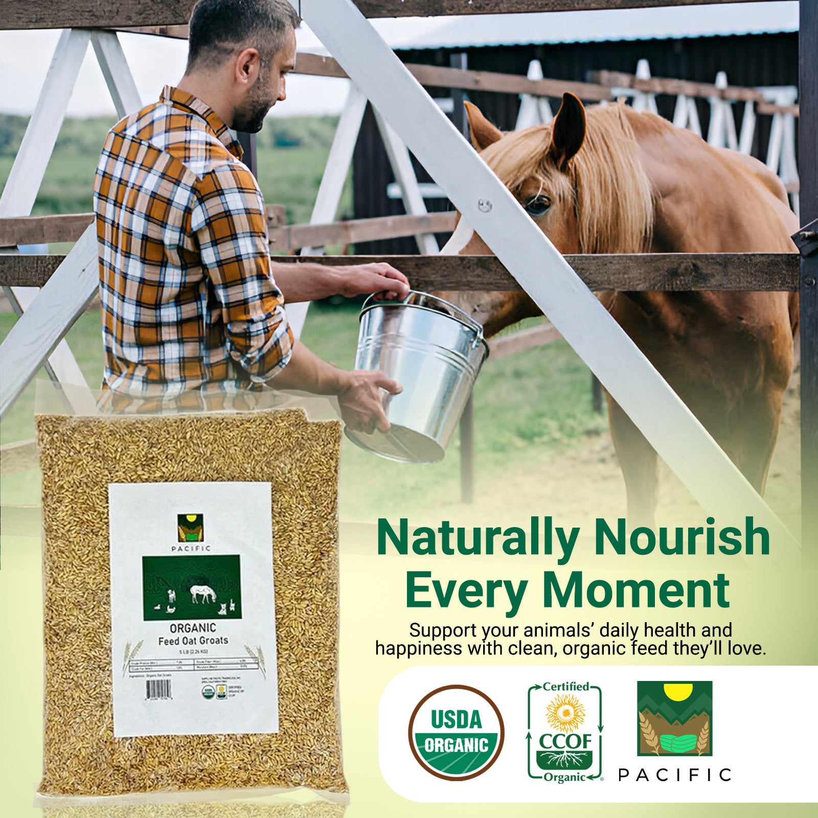 Pacific Organic Feed Oat Groats - Oat Groats for Birds | Rich with Fiber & Minerals | USDA and CCOF Certified | Packed in USA | 5Lbs