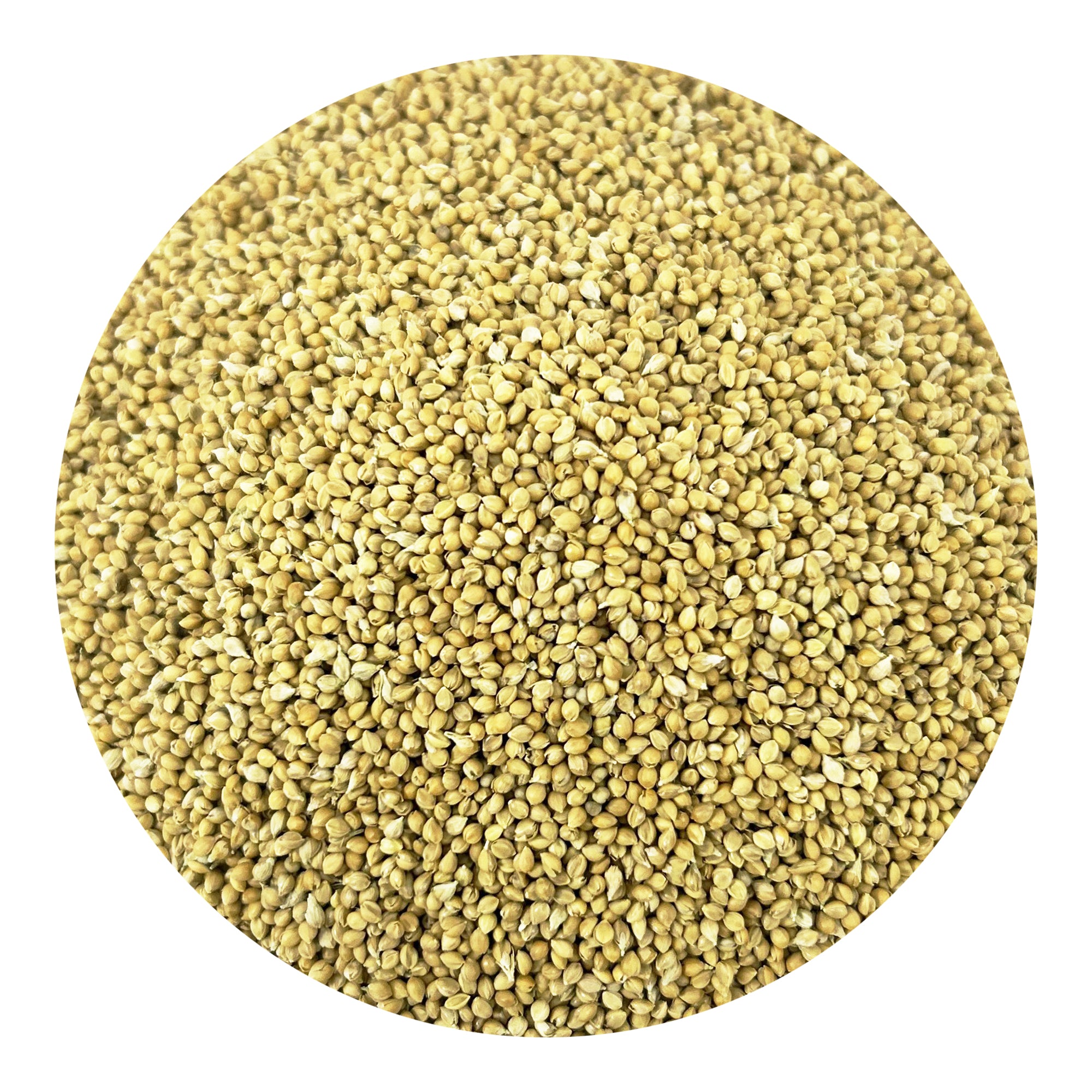 Pacific Organic Feed Millet - White Millet Bird Seed 5Lbs | Rich with Fiber & Minerals | USDA and CCOF Certified | Packed in USA